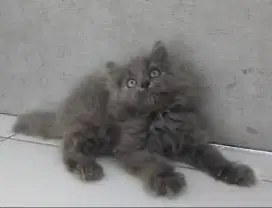 Kitten Persia longhair flatnose jantan umur 2bulan