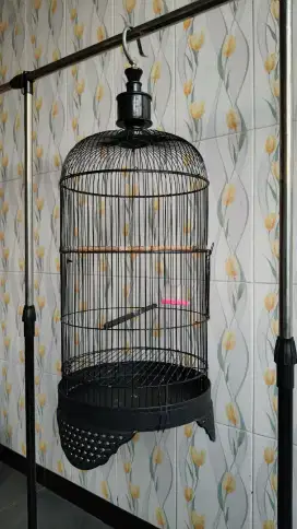 Sangkar besi lovebird