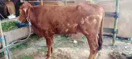 DIJUAL CEPAT SAPI 20 JT NEGO