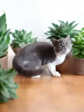 Kucing Exotic SH