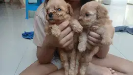 TOY POODLE BORONG ECER MURAH STANBUM OKK
