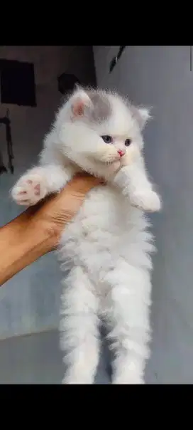 kitten Persia Jantan Usia 3 Bulan