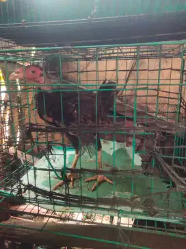 Jual borongan ayam bangkok cewean