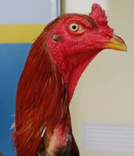 Ayam Bangkok ( BerVideo ) Pukul Berat / Si Leopard