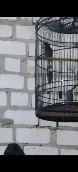 DIJUAL Burung murai batu harga 2 juta nego dikit