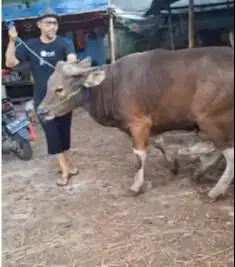 sapi bali 350kiloan siap kurban 2025 2 tahunan rawatan kandang manteb