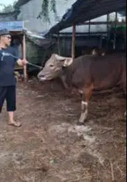 tabungan qurban 2,5jt/bln 10x sapi bali 350kiloan siap kurban 2026 top