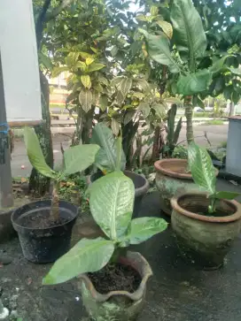 Tanaman Hias cocok di dalem rumah