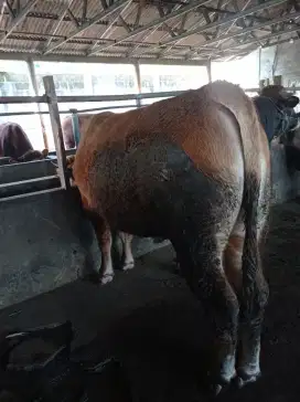 JUAL SAPI QURBAN 1446 H