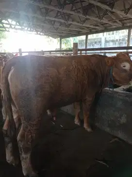 JUAL SAPI QURBAN 1446 H