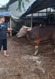 borongan 4 ekor sapi bali 350kiloan cocok buat panitia kurban DKM puas