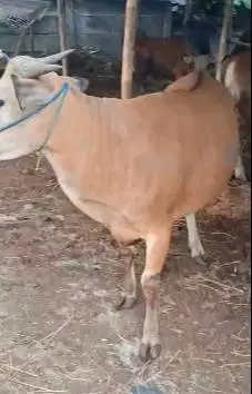sapi bali 350kiloan layak hewan qurban 2025 rawatan kandang jamin puas