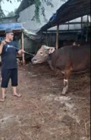 sapi bali 350kiloan layak hewan qurban 2025 rawatan kandang jamin puas