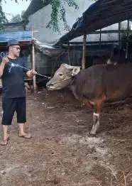 4 ekor sapi bali 350kiloan buat panitia qurban DKM mesjid majlis talim