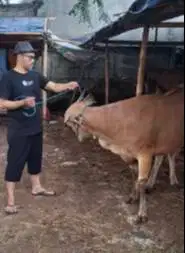 4 ekor sapi bali 350kiloan buat panitia qurban DKM mesjid jamin manteb