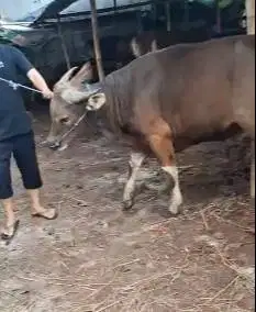 tabungan kurban 2jt/bln 12x sapi bali 350kiloan siap qurban 2026 puas
