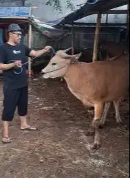 4 ekor sapi bali 350kiloan buat panitia DKM mesjid musholla jamin puas
