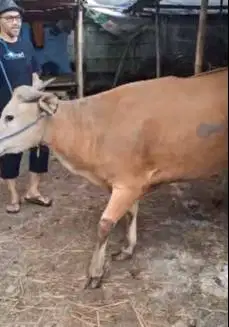 4 ekor sapi bali 350kiloan buat panitia kurban mesjid DKM yayasan puas
