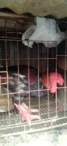 Ayam dongtao dewasa