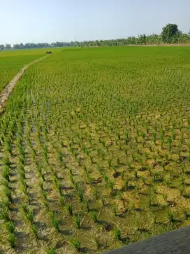 Dijual tanah sawah di Tuban