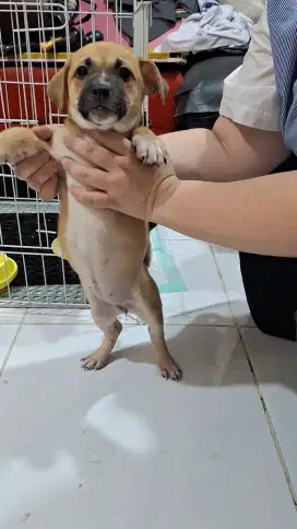 Anakan Anjing Chihuahua Mix