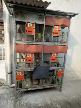 Burung Perkutut Bangkok