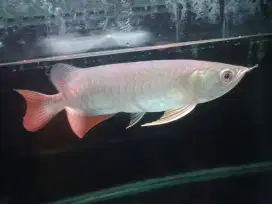 Arwana Golden Red