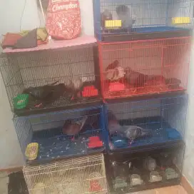 JUAL BORONGAN BURUNG MERPATI BESERTA KANDANGNYA