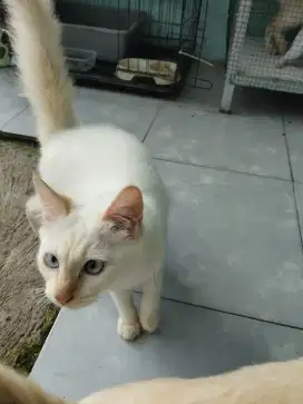 Jual kucing red point siamese