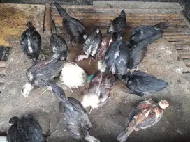 Anakan ayam kampung
