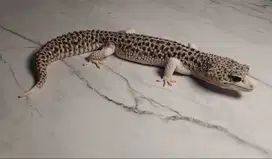 Leopard Gecko Pied het Raptor