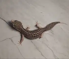 Leopard Gecko Super Snow Eclipse Pied het Tremper