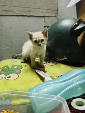 Kitten siam x Himalaya