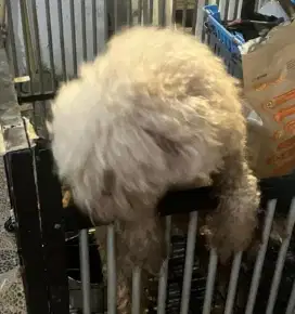Poodle jantan 9 bulan