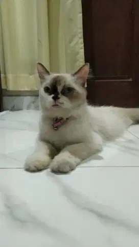 Kucing Himalaya