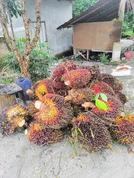 BINGUNG JUAL BUAH SAWIT? KEMARI AJA