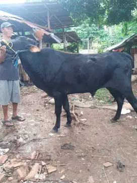 Sapi Qurban Murah