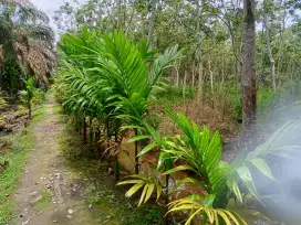 Dijual Tanah Beserta Isi Tanaman Karet Menghasilkan