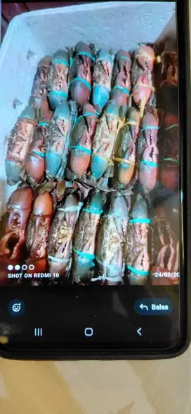 Crab House Kepiting / box