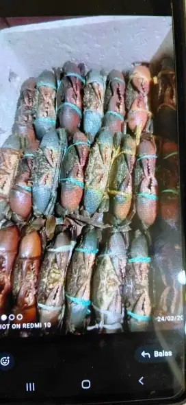 Crab House Kepiting / box
