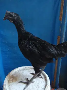 Ayam Cemani  asli