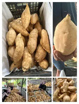 Ubi Cilembu Madu Spek Oven