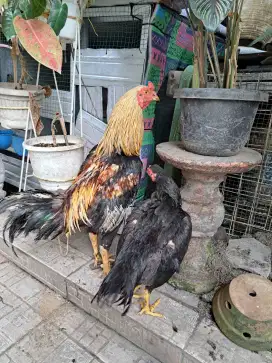 Indukan ayam siam petarung