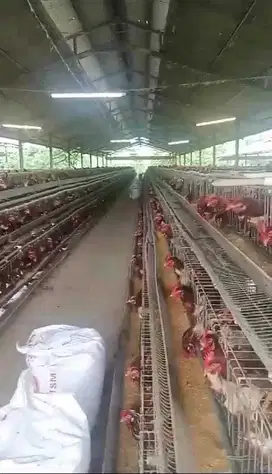 JUAL KANDANG AYAM PETELUR MASIH AKTIK