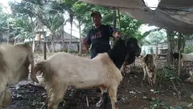 SAPI SUPER MURAH