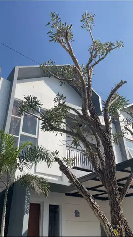Pesona Mata Residence Rumah Konsep Villa Samping Malang Sky Land