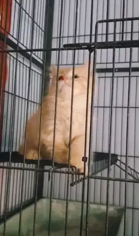 Si oyen bar bar betina cantik oren usia blom genap 3bulan