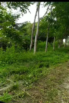 Jual tanah murah bonus pohon buah
