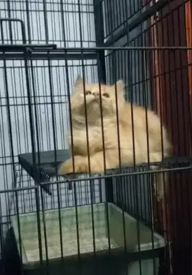 Si oyen bar bar betina cantik