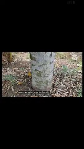bisa untuk gudang,peternakan,perkebunan dll